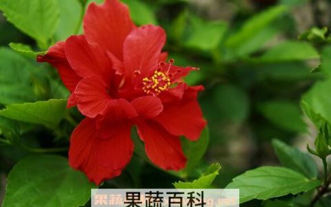 扶桑花怎么养 扶桑花的养殖方法