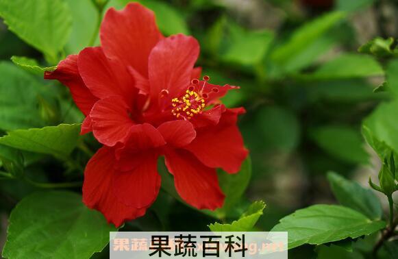 扶桑花怎么养 扶桑花的养殖方法