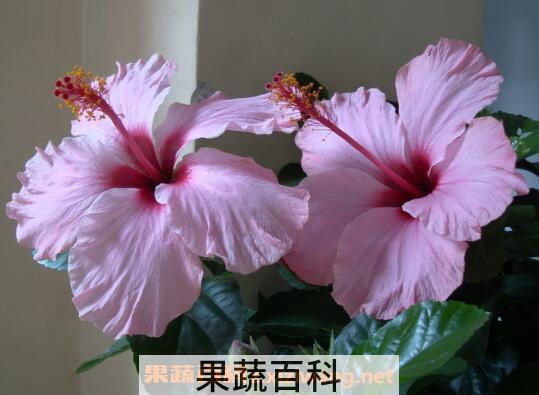 扶桑花怎么养 扶桑花的养殖方法