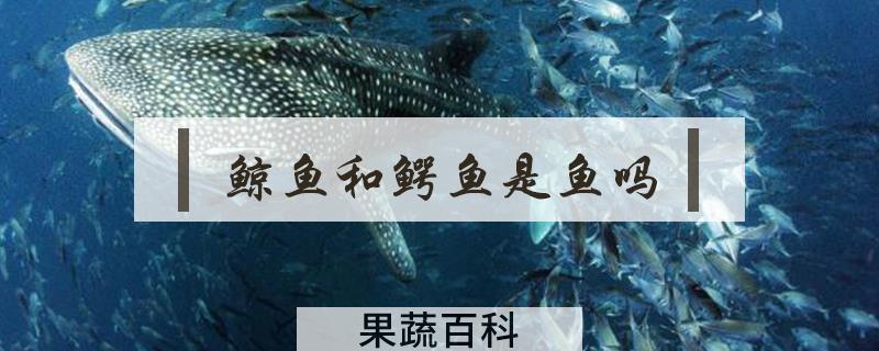 鲸鱼和鳄鱼是鱼吗