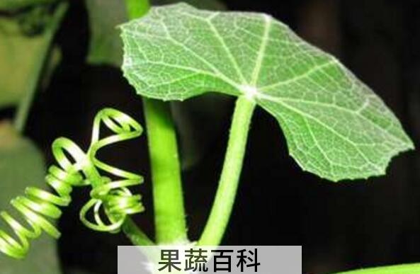 丝瓜藤水的功效与作用 丝瓜藤水的用法