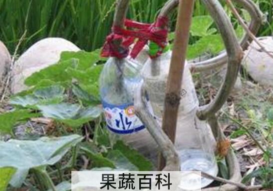 丝瓜藤水的功效与作用 丝瓜藤水的用法