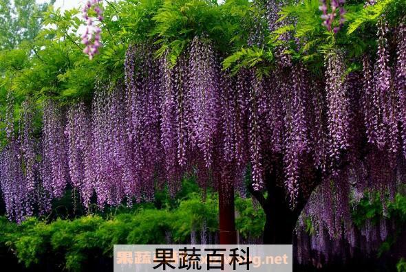 紫藤怎么养殖 紫藤种子种植方法