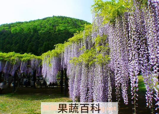 紫藤怎么养殖 紫藤种子种植方法