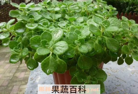 碰碰香怎么繁殖 碰碰香种子种植方法