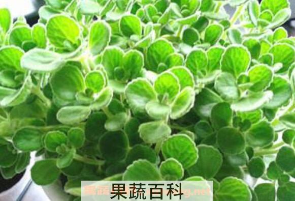 碰碰香怎么繁殖 碰碰香种子种植方法