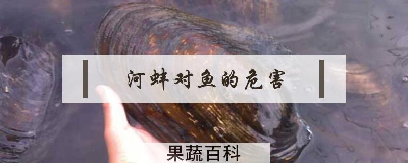 河蚌对鱼的危害