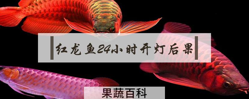 红龙鱼24小时开灯后果