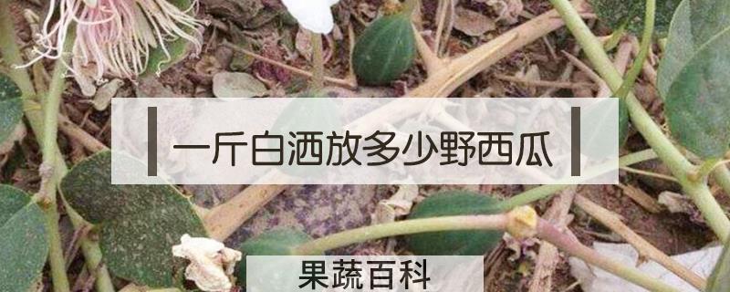 一斤白洒放多少野西瓜