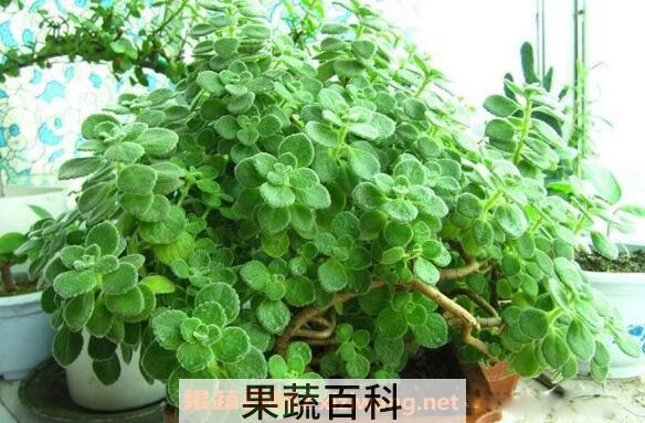 碰碰香怎么养殖 碰碰香的养殖方