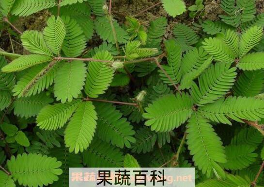 含羞草怎么养 含羞草的养殖方法和注意事项