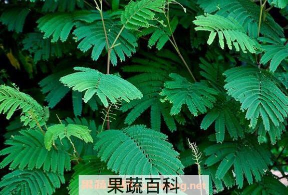 含羞草怎么养 含羞草的养殖方法和注意事项