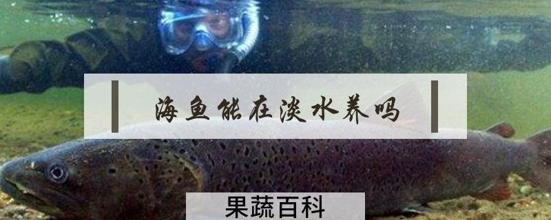 海鱼能在淡水养吗