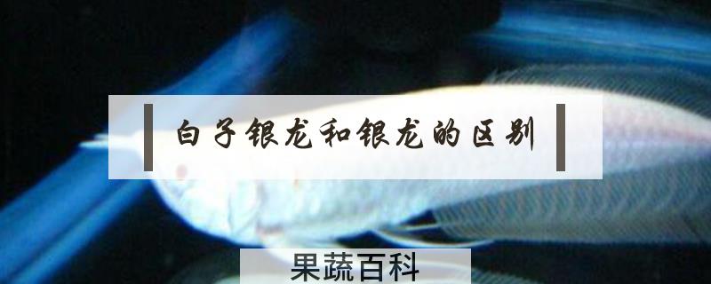 白子银龙和银龙的区别