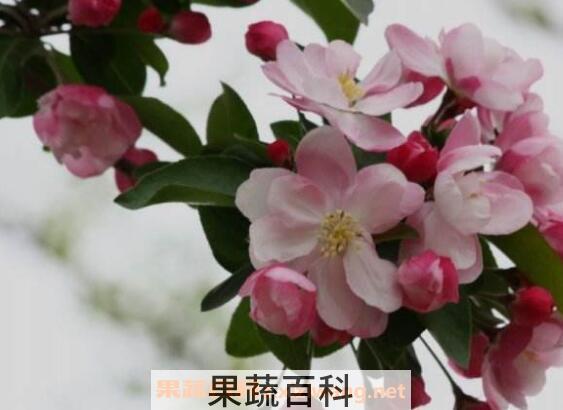 西府海棠的养殖方法