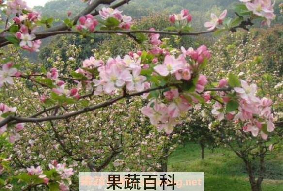 西府海棠的养殖方法