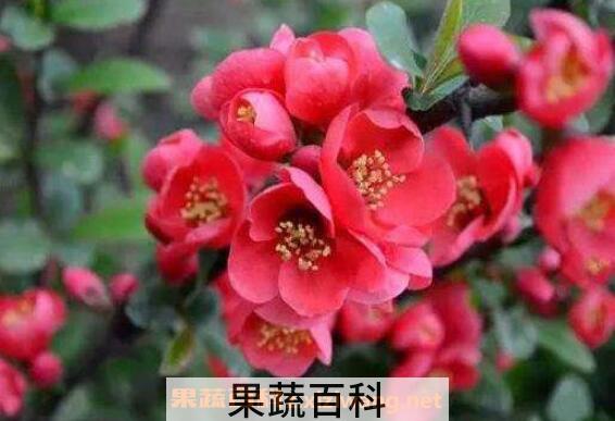 海棠花怎么养殖 海棠花的养殖方法