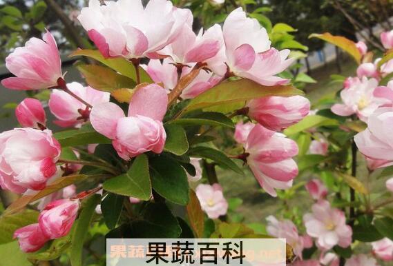 海棠花怎么养殖 海棠花的养殖方法