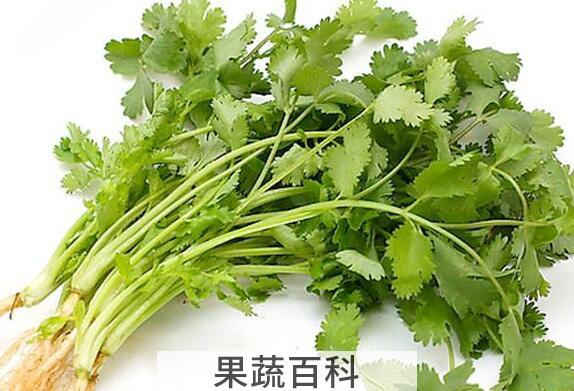 香荽的功效与作用 香荽的食用方法