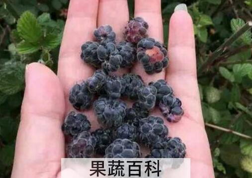 紫泡的功效与作用 紫泡的副作用