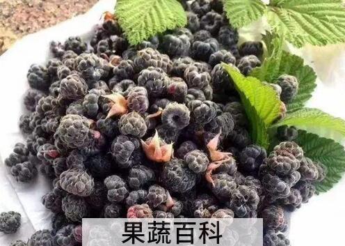 紫泡的功效与作用 紫泡的副作用