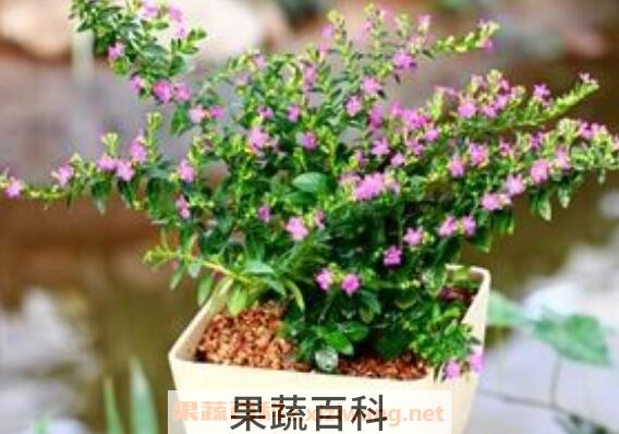 满天星怎么养 满天星的养殖方法和注意事项