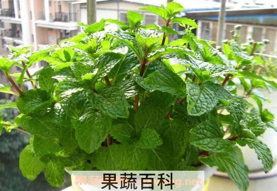 薄荷怎么养 薄荷的养殖方法和注意事项