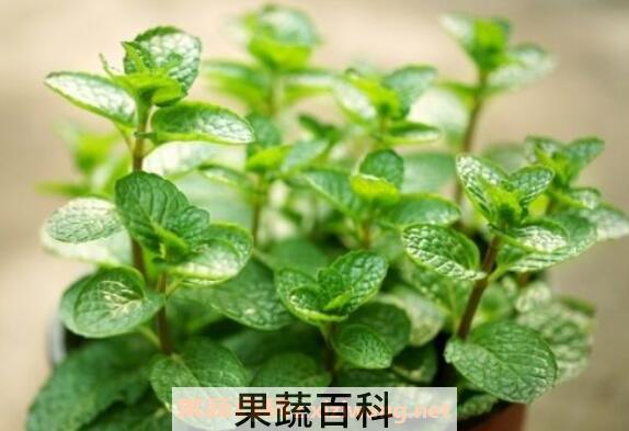 薄荷怎么养 薄荷的养殖方法和注意事项