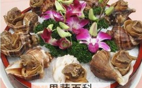 管角螺的营养价值与好处