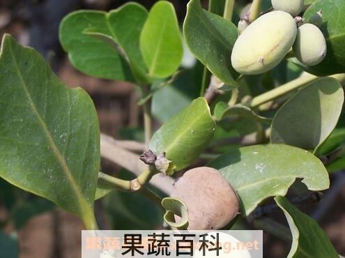 榄钱的功效和药用价值