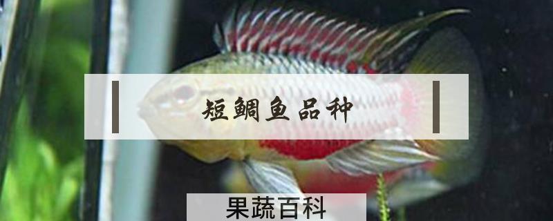 短鲷鱼品种