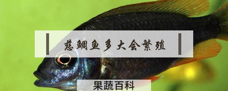 慈鲷鱼多大会繁殖