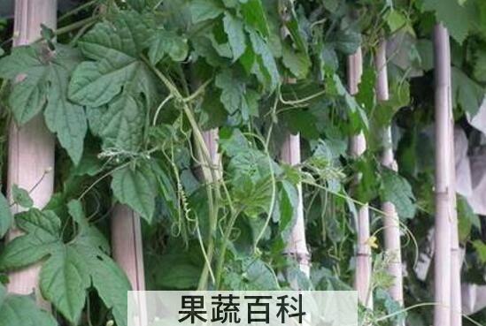 丝瓜藤的功效与作用 丝瓜藤的使用禁忌