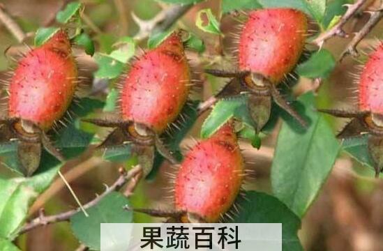 刺橄榄的功效与作用 刺橄榄的药用价值
