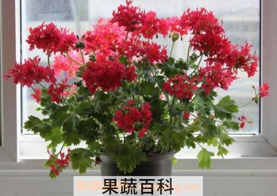 天竺葵怎么能养好 养殖天竺葵的注意事项