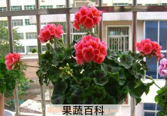 天竺葵怎么能养好 养殖天竺葵的注意事项