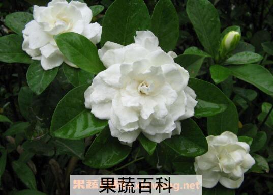 栀子花怎么养 栀子花的养殖方法和注意事项