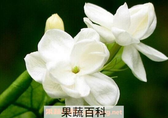 栀子花怎么养 栀子花的养殖方法和注意事项