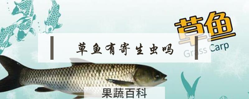 草鱼有寄生虫吗
