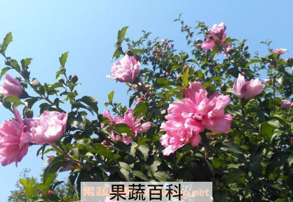 木槿花的功效与作用 木槿花怎么吃