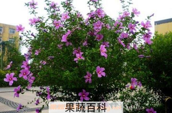 木槿花的功效与作用 木槿花怎么吃