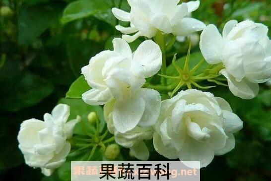 茉莉花怎么养 茉莉花的养殖方法及注意事项