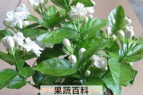 茉莉花怎么养 茉莉花的养殖方法及注意事项