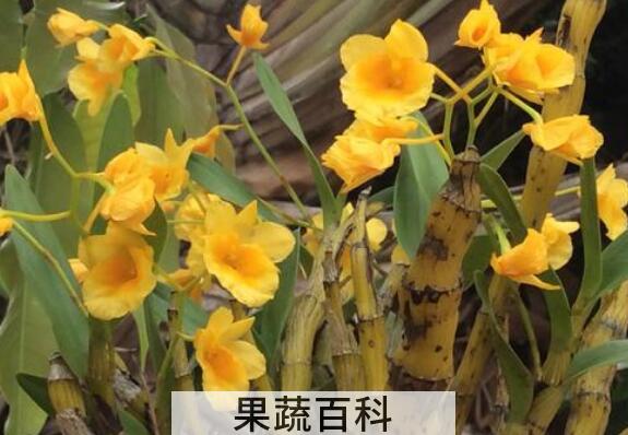 短棒石斛的功效与作用 短棒石斛的药用价值