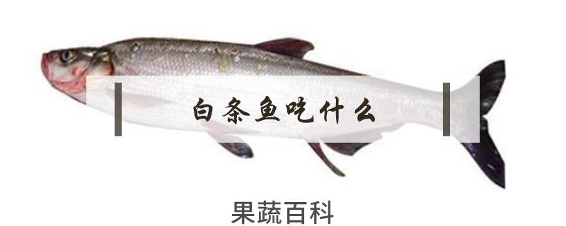 白条鱼吃什么
