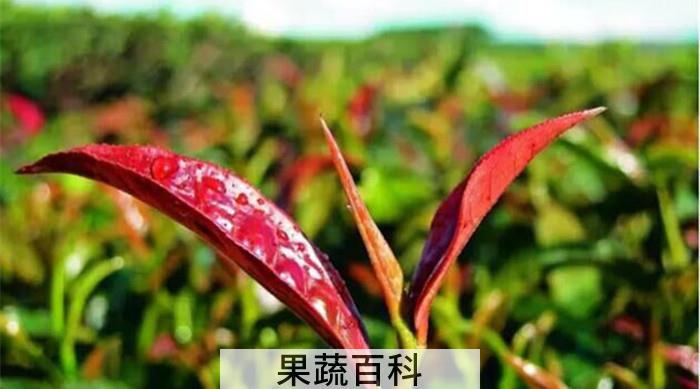 紫娟茶的功效与作用