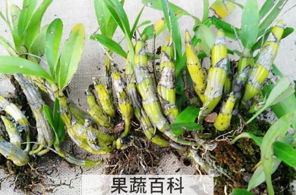 短棒石斛能食用吗 短棒石斛怎么吃