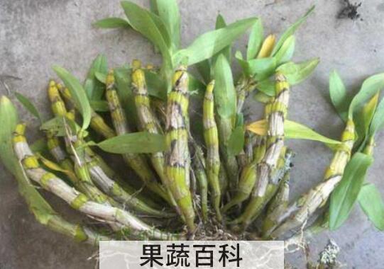 短棒石斛能食用吗 短棒石斛怎么吃