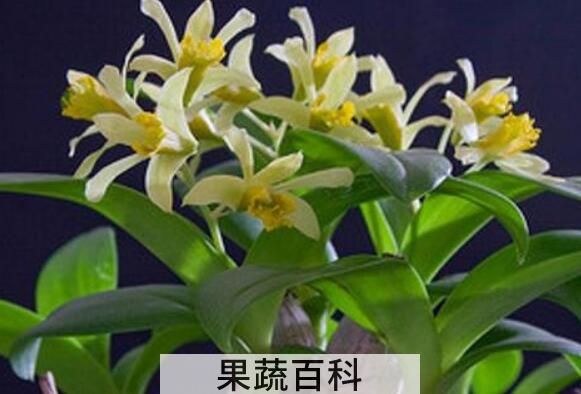 虎牙石斛怎样吃 虎牙石斛的食用方法