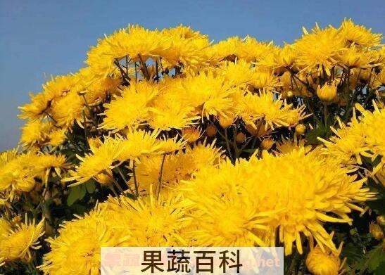 金丝皇菊对女性的好处 哪些人不能喝金丝皇菊